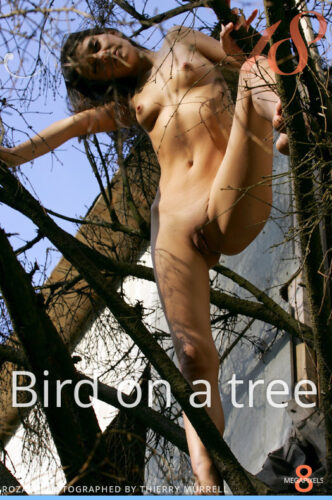 ST18 – 2021-07-26 – ROZA A – BIRD ON A TREE – by THIERRY MURRELL (116) 2336×3504